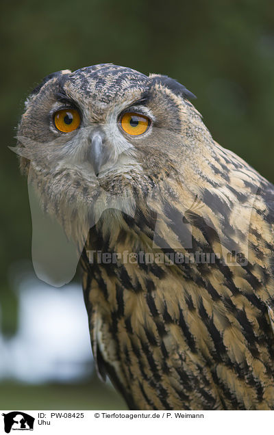 Uhu / Eurasian Eagle Owl / PW-08425