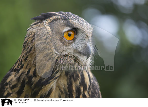 Uhu Portrait / Eurasian Eagle Owl portrait / PW-08426
