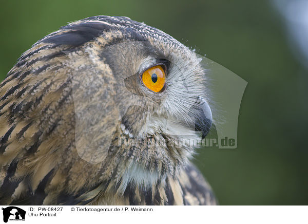 Uhu Portrait / Eurasian Eagle Owl portrait / PW-08427