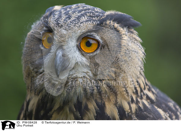 Uhu Portrait / Eurasian Eagle Owl portrait / PW-08428