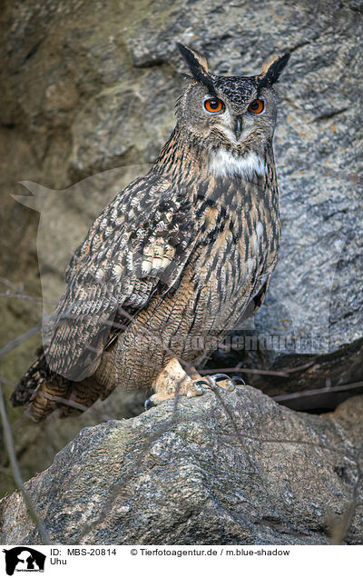 Uhu / Eagle Owl / MBS-20814