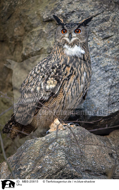 Uhu / Eagle Owl / MBS-20815