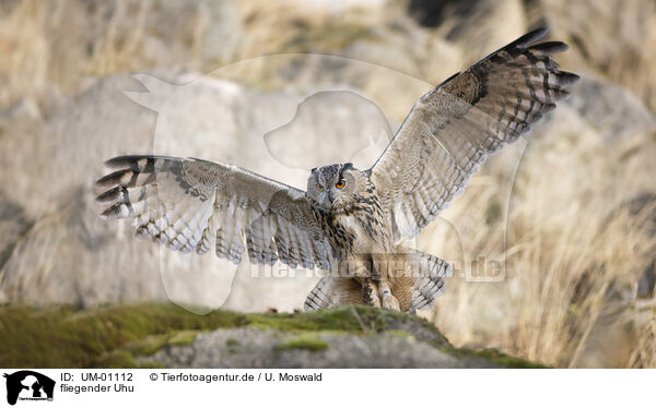 fliegender Uhu / flying Eurasian Eagle Owl / UM-01112