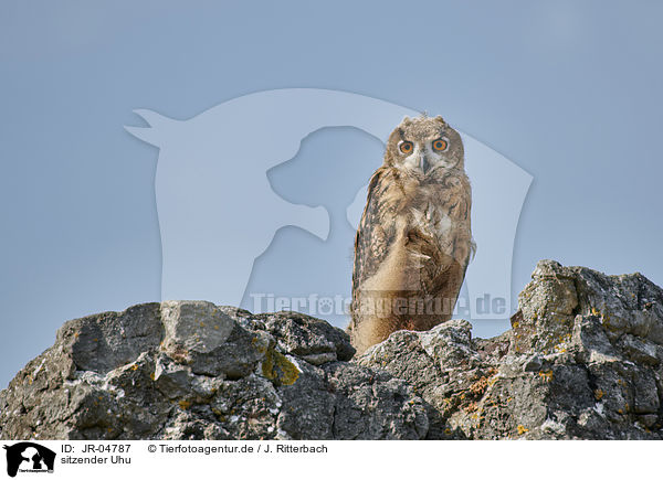 sitzender Uhu / sitting Eurasian Eagle Owl / JR-04787