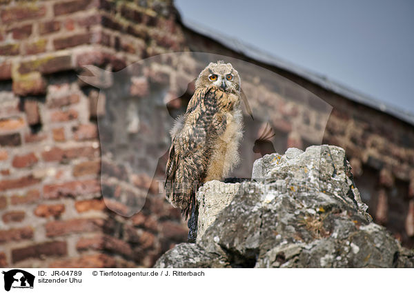 sitzender Uhu / sitting Eurasian Eagle Owl / JR-04789
