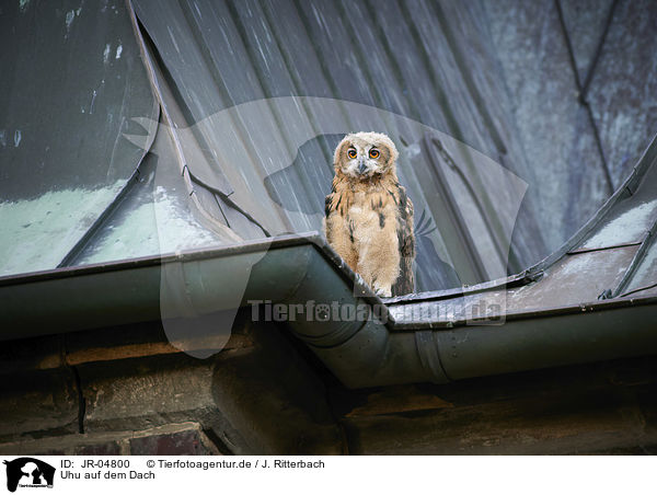 Uhu auf dem Dach / Eurasian Eagle Owl on the roof / JR-04800