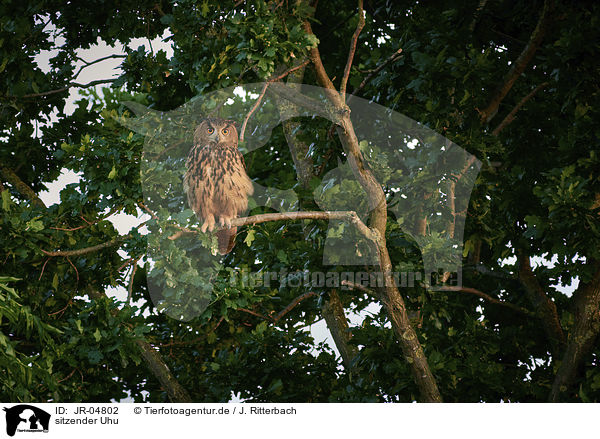 sitzender Uhu / sitting Eurasian Eagle Owl / JR-04802