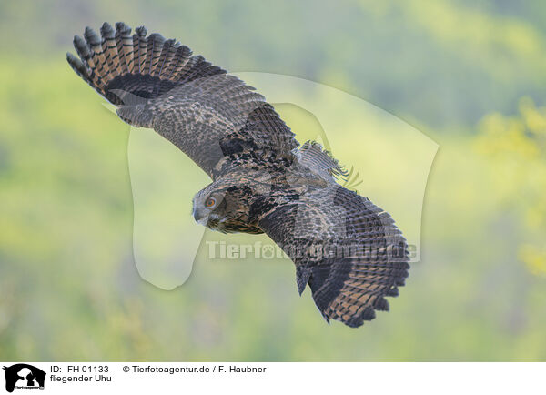 fliegender Uhu / flying Eurasian Eagle Owl / FH-01133