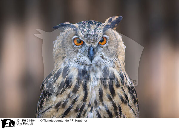 Uhu Portrait / Eurasian Eagle Owl portrait / FH-01404