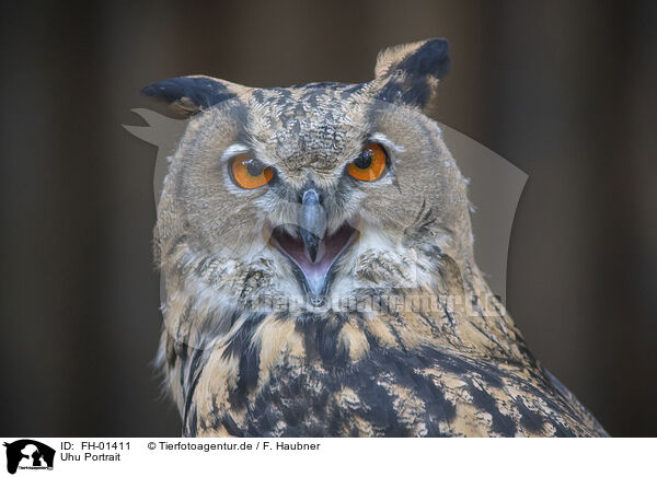 Uhu Portrait / Eurasian Eagle Owl portrait / FH-01411