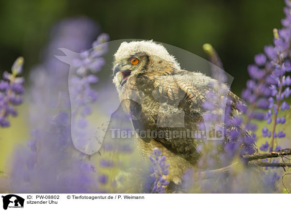 sitzender Uhu / sitting Eurasian Eagle Owl / PW-08802