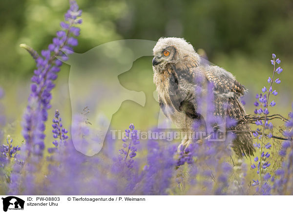 sitzender Uhu / sitting Eurasian Eagle Owl / PW-08803