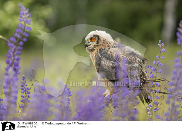 sitzender Uhu / sitting Eurasian Eagle Owl / PW-08806