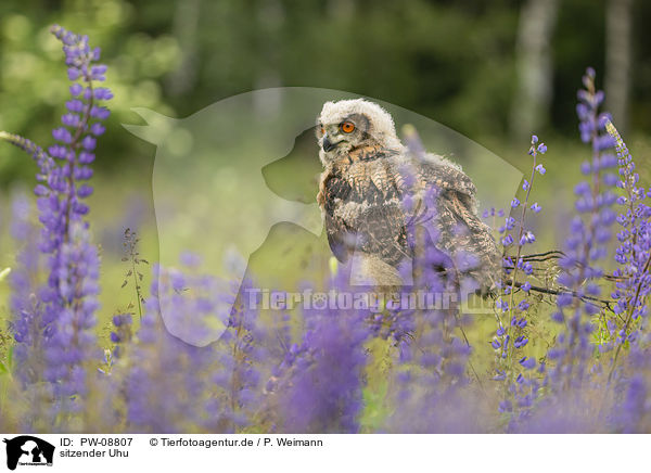 sitzender Uhu / sitting Eurasian Eagle Owl / PW-08807