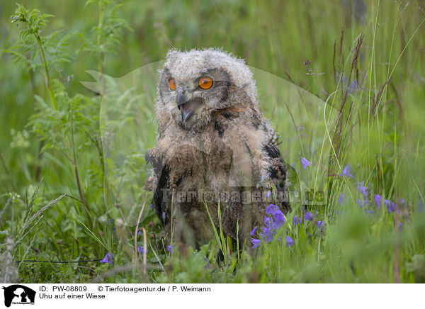 Uhu auf einer Wiese / Eurasian Eagle Owl on a meadow / PW-08809