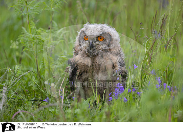 Uhu auf einer Wiese / Eurasian Eagle Owl on a meadow / PW-08810