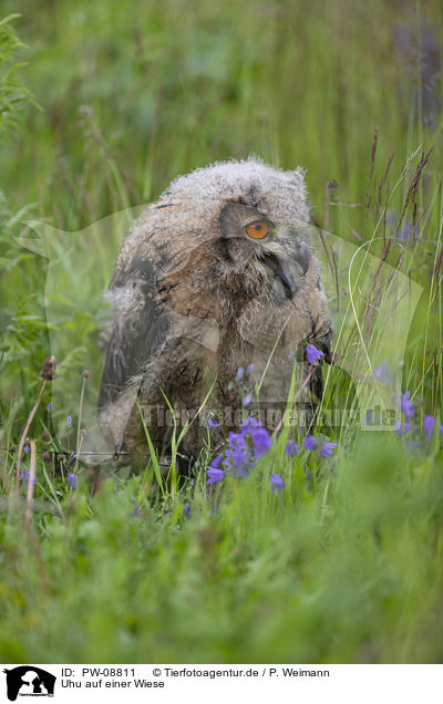 Uhu auf einer Wiese / Eurasian Eagle Owl on a meadow / PW-08811