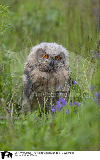 Uhu auf einer Wiese / Eurasian Eagle Owl on a meadow / PW-08812