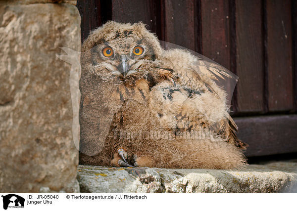 junger Uhu / young eagle owl / JR-05040