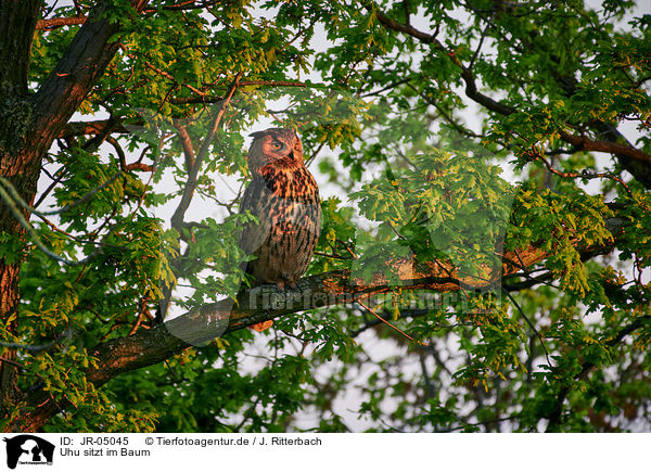 Uhu sitzt im Baum / eagle owl sits on a tree / JR-05045