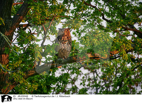 Uhu sitzt im Baum / eagle owl sits on a tree / JR-05046