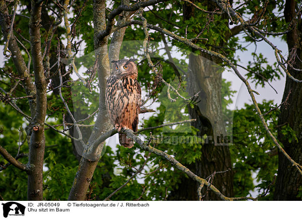 Uhu sitzt im Baum / eagle owl sits on a tree / JR-05049