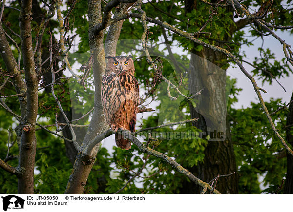 Uhu sitzt im Baum / eagle owl sits on a tree / JR-05050