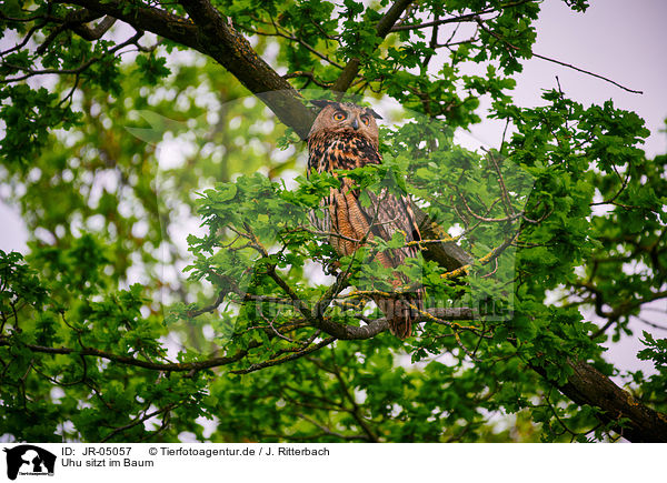 Uhu sitzt im Baum / eagle owl sits on a tree / JR-05057
