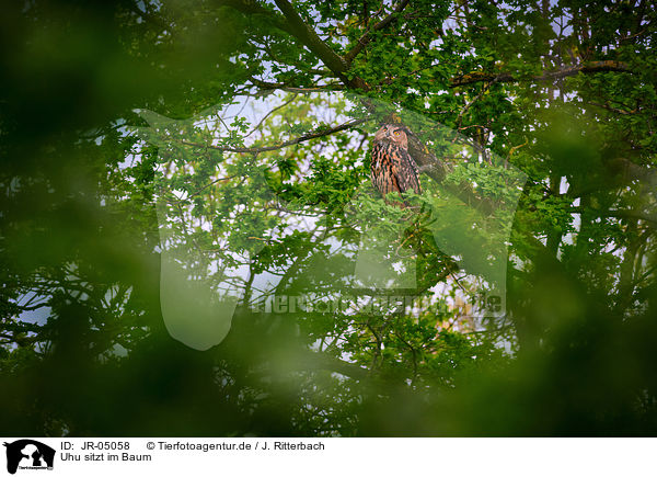 Uhu sitzt im Baum / eagle owl sits on a tree / JR-05058