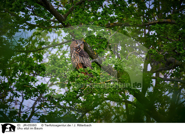 Uhu sitzt im Baum / eagle owl sits on a tree / JR-05060