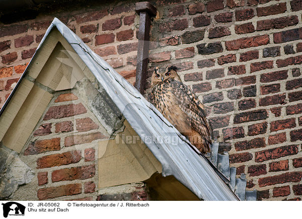 Uhu sitz auf Dach / eagle owl sits on roof / JR-05062