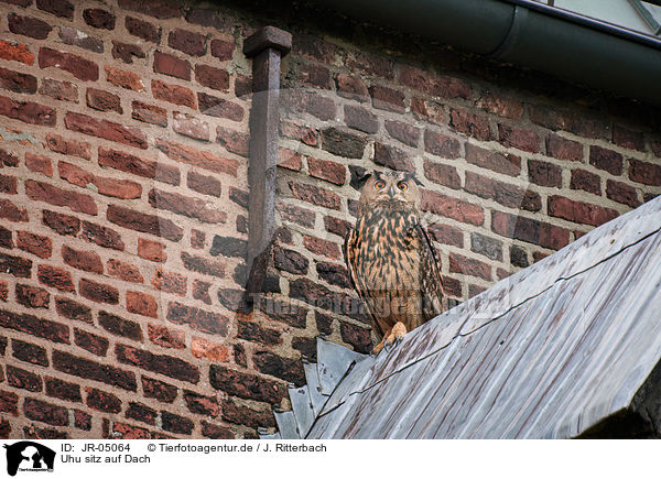 Uhu sitz auf Dach / eagle owl sits on roof / JR-05064