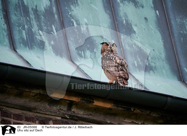 Uhu sitz auf Dach / eagle owl sits on roof / JR-05066