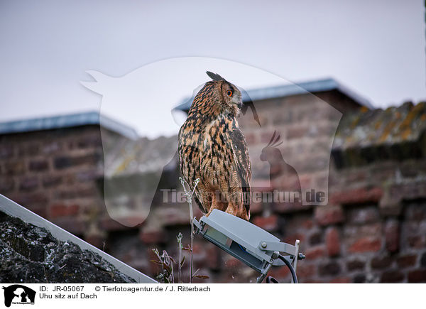 Uhu sitz auf Dach / eagle owl sits on roof / JR-05067