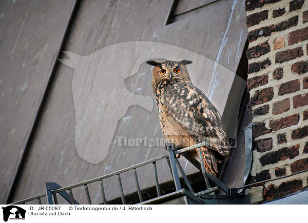 Uhu sitz auf Dach / eagle owl sits on roof / JR-05087