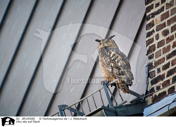 Uhu sitz auf Dach / eagle owl sits on roof / JR-05089