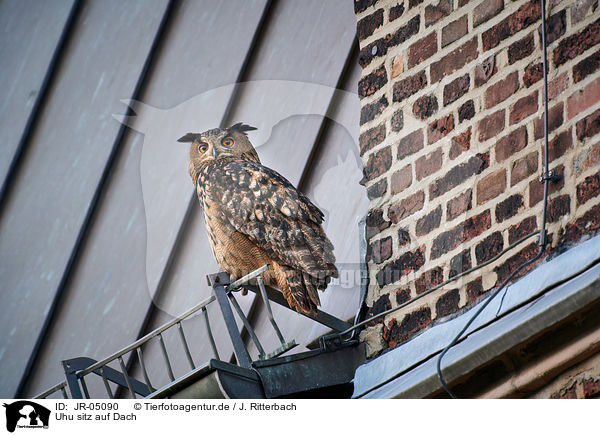 Uhu sitz auf Dach / eagle owl sits on roof / JR-05090