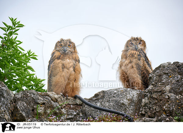 zwei junge Uhus / two young eagle owls / JR-05119