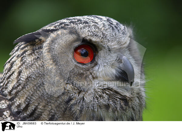 Uhu / Eurasian eagle owl / JM-09683