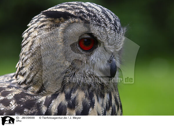 Uhu / Eurasian eagle owl / JM-09688