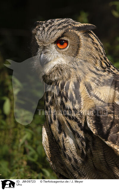 Uhu / Eurasian eagle owl / JM-09723