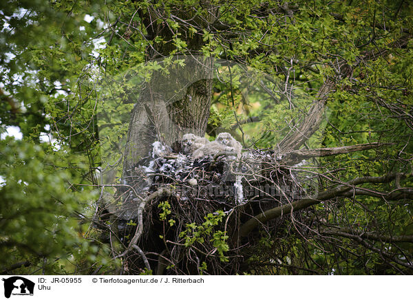 Uhu / eagle owl / JR-05955