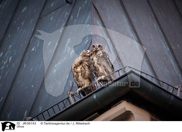 Uhus / eagle owls / JR-06143