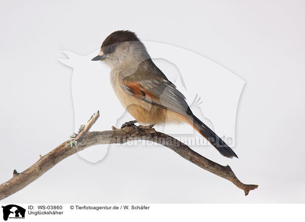 Unglckshher / Siberian jay / WS-03860