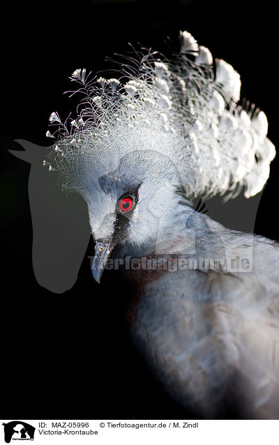 Victoria-Krontaube / Victoria Crowned Pigeon / MAZ-05996