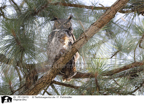 Virginia-Uhu / Great Horned Owl / FF-13413