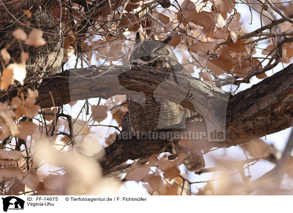 Virginia-Uhu / american eagle owl / FF-14675