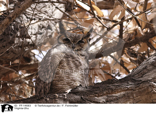 Virginia-Uhu / american eagle owl / FF-14683