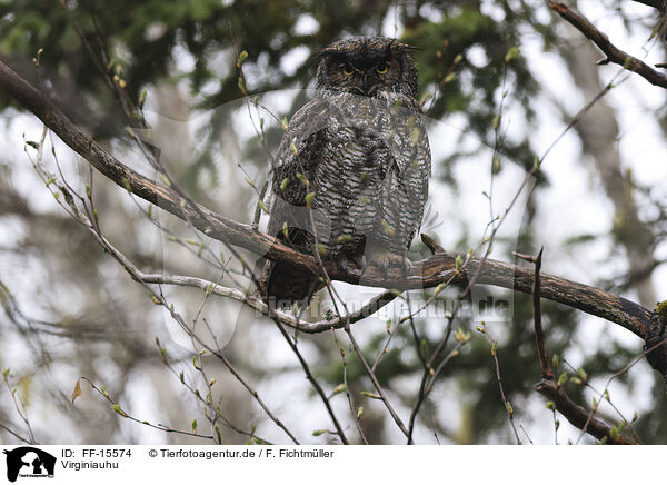 Virginiauhu / Great horned owl / FF-15574