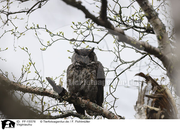 Virginiauhu / Great horned owl / FF-15576